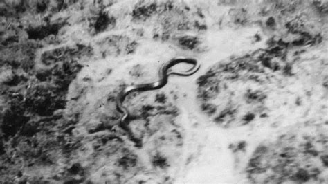 1959, August: The Congo Snake Photo [Patrons Only] | Anomalies: the ...