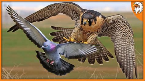 5 Most Amazing Bird Attacks Caught On Camera - YouTube