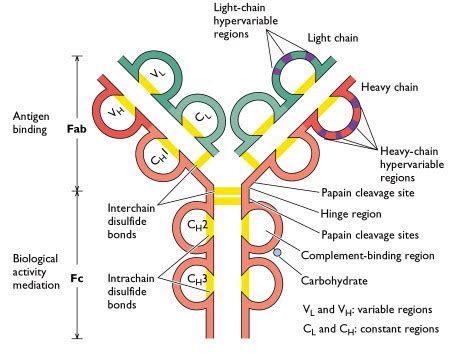 biochemistry - What are the functions of disulphide bonds? - Biology Stack Exchange