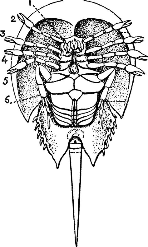 Limulus Polyphemus, vintage illustration. 13666222 Vector Art at Vecteezy