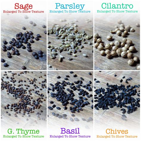 Culinary Herb Seed Collection | Herb seeds, Planting herbs, Culinary herbs