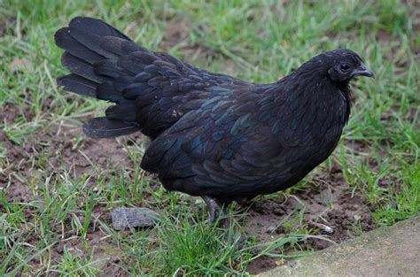 Black Sumatra | Goth Chickens | Pinterest | Hens, Chicken breeds and Animal