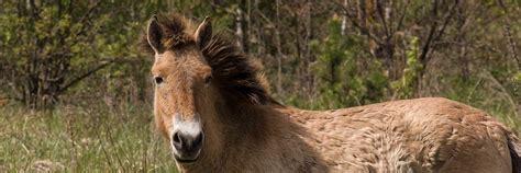 Adopt a Przewalski's Horse | Symbolic Adoptions from WWF