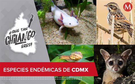 Reptiles, aves y moluscos: especies endémicas de la Ciudad de México - Grupo Milenio