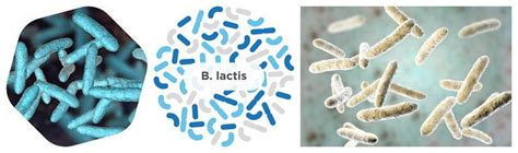 China Bifidobacterium Lactis Que Es Powder Manufacturers Suppliers Factory - Best Price