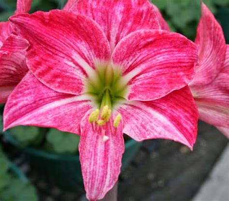 The Flower Bin: Amaryllis care after blooming