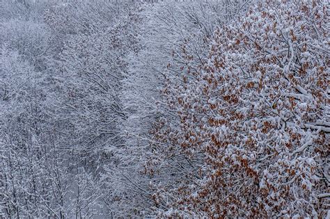 Red Oak in snowstorm - Weekly Challenge - Nature Photographers Network