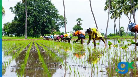 Indian AgriTech Startups: Innovations in Agriculture and Farming