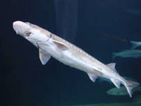 Beluga Sturgeon by Jennifer Brinn