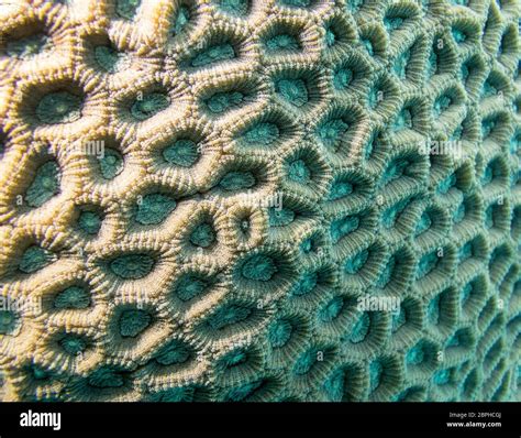 Colorful coral reef at the bottom of tropical sea, favia coral, close up, underwater landscape ...