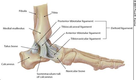 PG Medic: Ottawa ankle rules