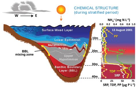 2 A schematic presentation of the thermal stratification pattern in the... | Download Scientific ...