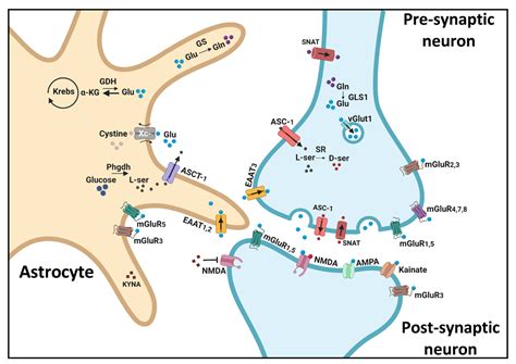 IJMS | Free Full-Text | Beyond NMDA Receptors: Homeostasis at the ...