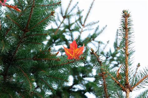 The science behind Vermont’s approaching fall foliage – The Vermont Cynic