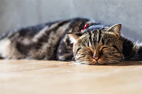 Seizures In Cats - An Essential Guide For Owners - TheCatSite