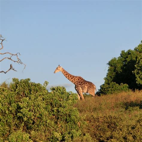 Chobe River Boat Cruises (Kasane) - All You Need to Know BEFORE You Go