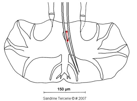 Length of gubernaculum - Heligmonellinae base