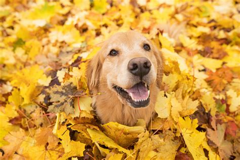 Golden Retriever Dog In Fall Colored Leaves Stock Photo - Download Image Now - iStock