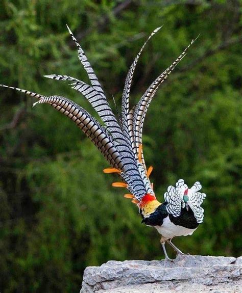 Lady Amherst's pheasant (Chrysolophus amherstiae) is a bird of the ...