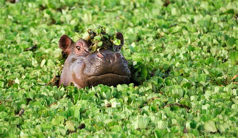 Serengeti, Ngorongoro - Tanzania Wildlife Photography Tour