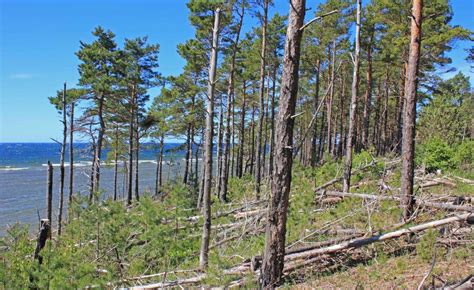 Campaigners in Estonia warn of new threats to its unique forests