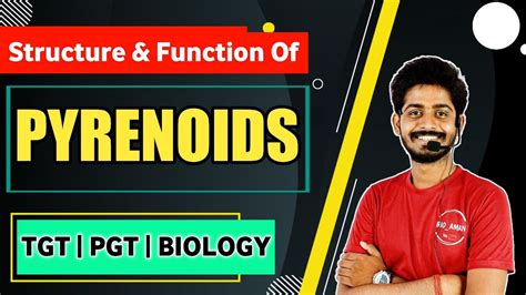 Pyrenoids In Algae | Structure and Function of Pyrinoids | Tgt pgt Biology By Bioaman Bhaiya ...