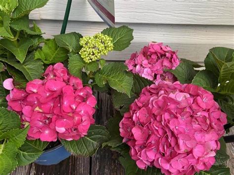 Summer Crush Hydrangea Care – World of Garden Plants