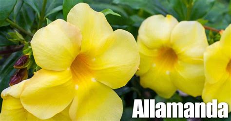 Allamanda Plant Care – A Bush Of Beauty