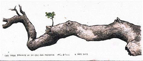 Los Osos Oaks pieces – May 2012 | Tree sketches, Oak tree tattoo, Tree drawing