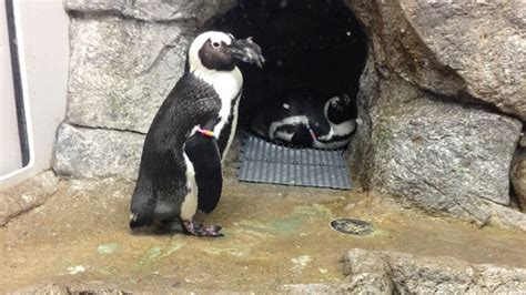 Zoo shows off penguins at new exhibit in Winnipeg | CTV News