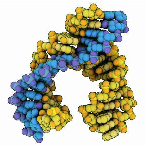 Hammerhead Ribozyme Molecule Photograph by Laguna Design/science Photo ...