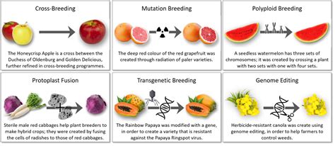 Global Approaches to Genome Editing of Plants - Reimagine Europa