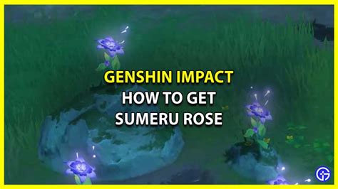 Genshin Impact: All Sumeru Rose Farm Location - Gamer Tweak