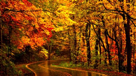 Road Between Colorful Autumn Trees During Rain HD Nature Wallpapers | HD Wallpapers | ID #60419