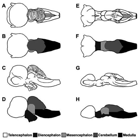 Brain mass, body mass, encephalization quotient (EQ), and residual... | Download Table