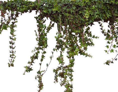 Vine Ivy Drawing Clip art - Vine Ivy Decoration PNG Clipart Picture png ...