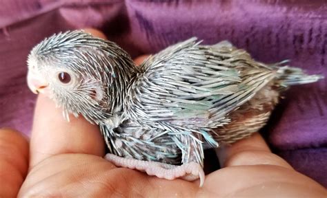 CrazyBirdLadies Parrotlets - Parrotlets for Sale, Breeder, Parrotlet in 2021 | Parrotlet ...