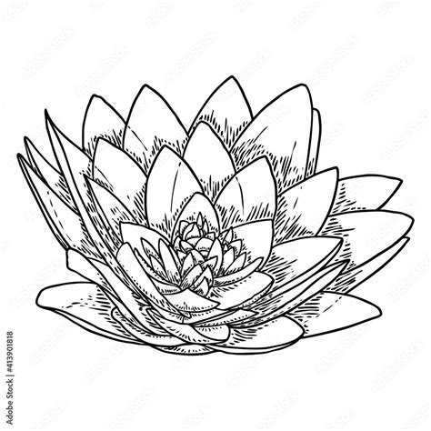 Lotus bud, line art stylized. Lotus flower bloom. Black white, hand drawn isolated water pond ...