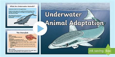 KS2 Underwater Animal Adaptations PowerPoint (teacher made)