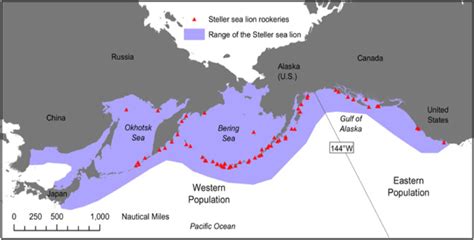 Steller Sea Lion | Los Padres ForestWatch