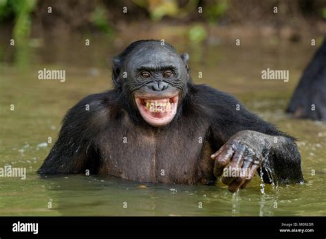 Chimpanzee Smiling