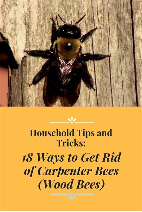 18 Ways to Get Rid of Carpenter Bees | How to Control Wood Bees | Wood ...