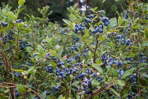 Vaccinium corymbosum (Northern Highbush Blueberry) — Ted Collins Tree & Landscape