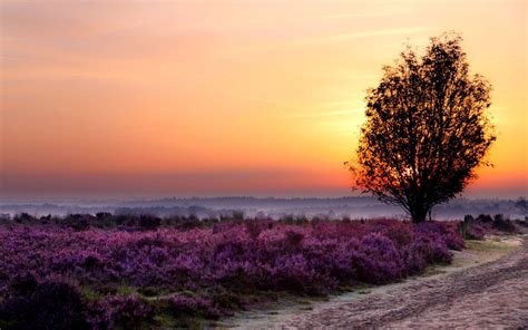 Sunset on the lavender field HD desktop wallpaper : Widescreen : High Definition : Fullscreen