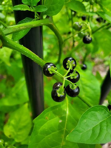 Fruit & Vegetables - A Beginners Guide to Edible Weeds | Blackberry ...