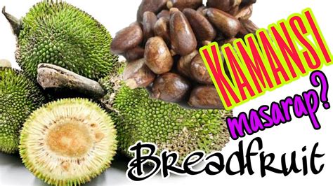 How to Remove Kamansi seeds or Breadfruit Seeds from its Fruit || Yvo's ...