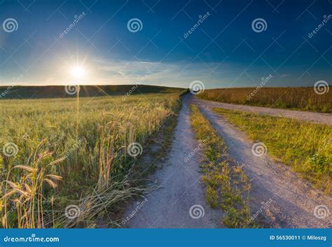 Beautiful Landscape of Sunset Over Corn Field at Summer Stock Image - Image of outdoors, green ...