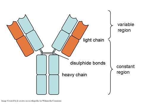 Using PK/PD Modeling for Antibody Drug Conjugate Translation - Xtalks