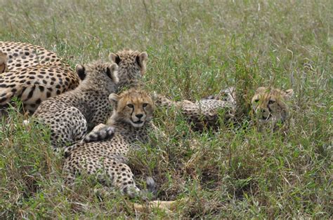 5 Cheetah cubs | Smithsonian Photo Contest | Smithsonian Magazine