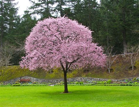 Ornamental Plum Tree | The Great Outdoors | Pinterest